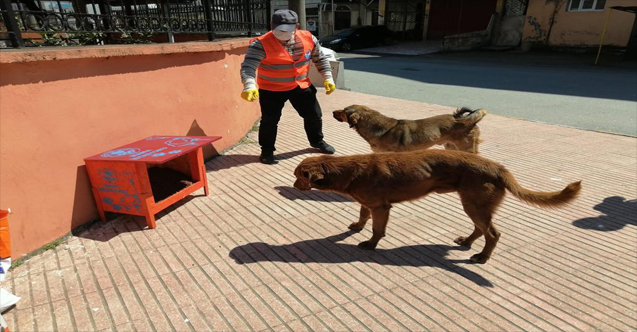 Trabzon’da sokak hayvanlarına Büyükşehir sahip çıkıyor