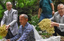 Karacabey’in dünyaca ünlü ıhlamur ormanlarında hasat başladı