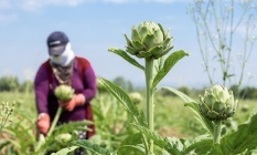 Bursa'nın tescilli lezzetinde hasat zamanı