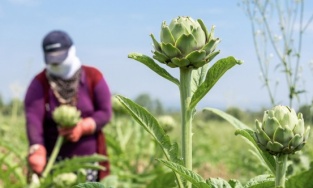 Bursa'nın tescilli lezzetinde hasat zamanı