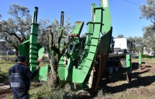 Gemlik’te belediyeden ağaç hassasiyeti