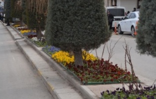 250 bin çiçek toprakla buluşuyor