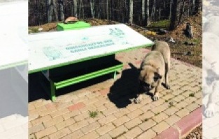 Can dostlara şefkat eli