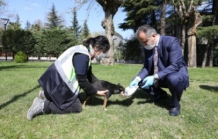 Sokak hayvanları Büyükşehir güvencesinde