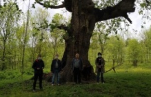 İnegöl’de asırlık ağaç için girişimler başladı