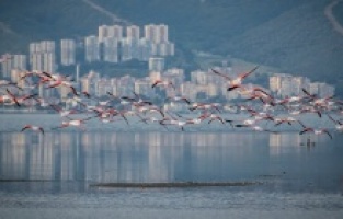 İzmir doğal yaşamla bütünleşecek