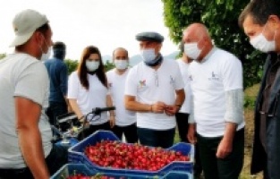 İzmir’in kirazı imeceyle toplanıyor