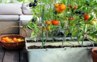 Nilüfer Belediyesi’nden balkon tarımına teşvik