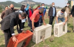 Gürsu’da keklik popülasyonu arttırılıyor