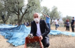 “Topraktan Halka Zeytinyağı”nda hasat başladı