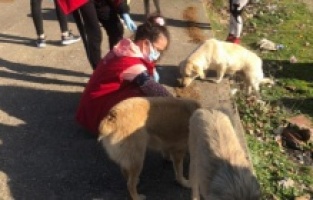 Gönüllüler sokak hayvanları için sahada