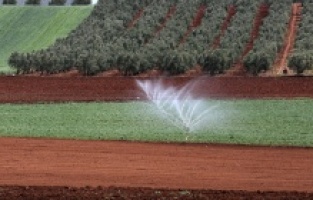 Karacabey zeytincilikte de iddialı