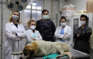 Gemlik’te yaralanan can dost Nilüfer’de sağlığına kavuştu