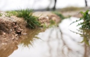 Yerli ve milli tohumlar fideye dönüştü