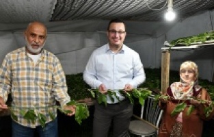 Mustafakemalpaşa: 1 kutu ipekböceği ile 40 günde 4 bin TL gelir