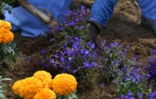 Osmangazi’de 170 bin mevsimlik çiçek ekiliyor