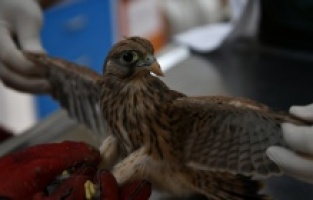 Yavru Kerkenez'e Osmangazi şefkati