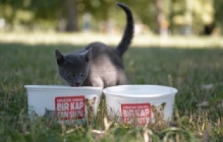 Osmangazi: Sokak hayvanlarına ‘Bir kap can suyu’