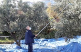 Mudanya’da “Topraktan halka” zeytin hasadı başladı