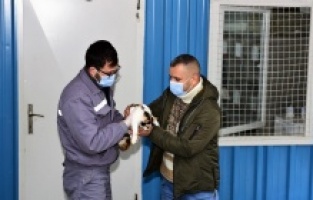 Çelenkler kediler için yuva oldu