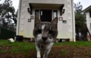 Sobalar kediler için yandı