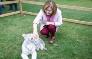 Beyaz bengal kaplanı yeni yuvası Gaziantep’te