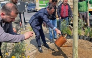 Beyoğlu’nda 112 yetişkin ağaç dikildi