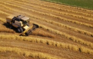 Mustafakemalpaşa’da buğday hasadı başladı