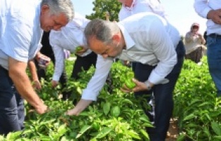 Başkan Aktaş'tan tarlada serinleten ziyaret