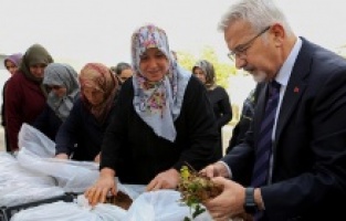 Nilüfer Belediyesi’nden kadın üreticilere 100 bin çilek fidesi