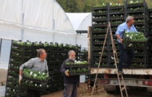 Çiftçi üretiyor, Bursa çiçek açıyor