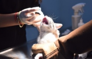 Yıldırım’da can dostlar emin ellerde