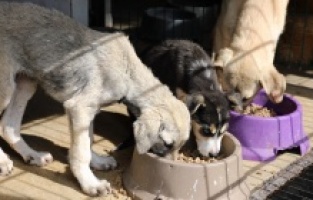 MUDANYA’da can dostların maması belediyeden